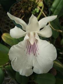 220px-Cochleanthes amazonica1.jpg
