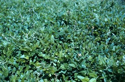 Libvigna oblongifolia 49184 beerwah sml.jpg