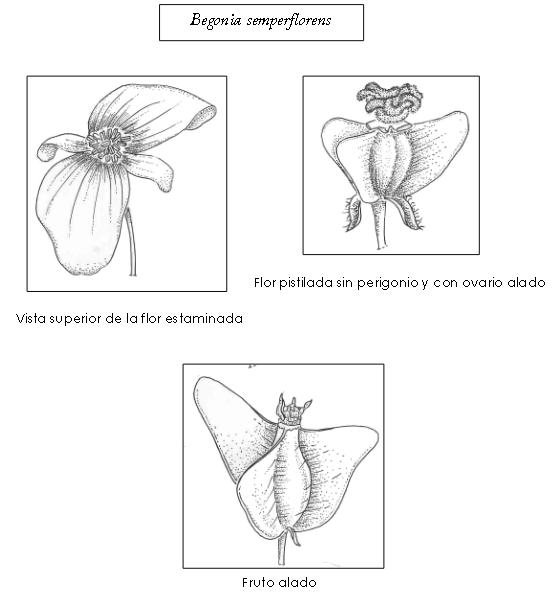 Begonia semperflorens.JPG