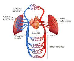 Sistemacardiovasc.jpg