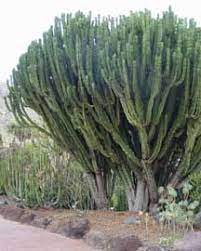 Eufobia Cactus.jpg
