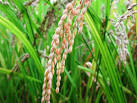 Cultivo del arrozpeg.jpeg