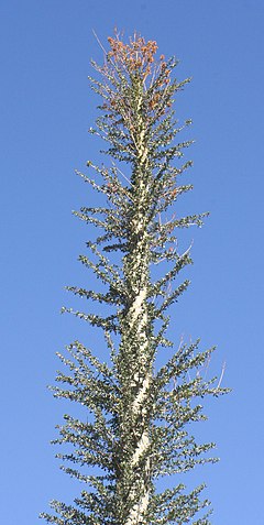 Fouquieria columnaris 1 - Desert Botanical Garden.jpg