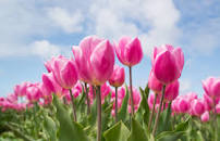 Tulipanes Rosados.jpg