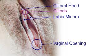 Clitoris3.jpg
