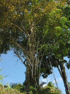 Ficus donnell-smithii.jpg