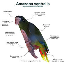 Infografía de Amazona ventralis.jpg