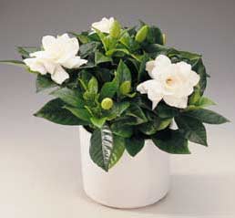 Gardenia-jasminoides.jpg