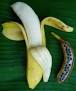 3-Plátano Malayo.jpeg