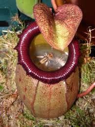 Nepenthes mirabilis.jpg