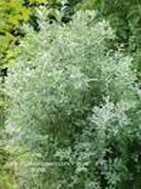 Salix-hookeriana.jpg