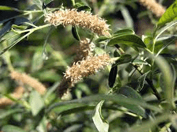 Salix-melanopsis.png