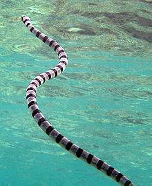 Serpiente marina.jpg