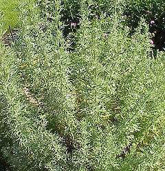 Artemisia alba.jpg