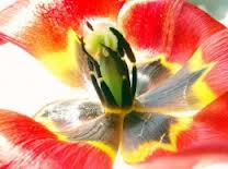 Tulipa suaveolens.JPG