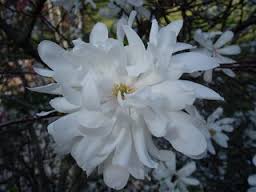 Magnolia poa.jpg