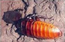 Cucaracha gigante madagascar.JPG