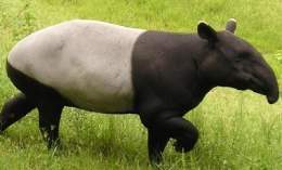 Tapir.jpg