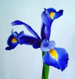 Flor-de-iris-azul.jpg