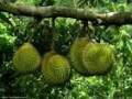 Durian1.jpg