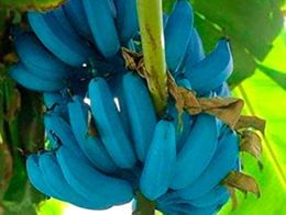 Plátano azul.jpg