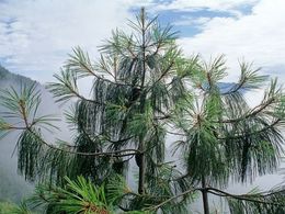 Pinus squamata.jpg