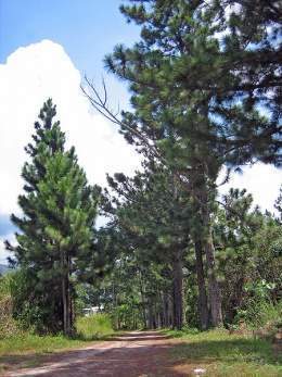 Pinus caribaea var. hondurensis.jpg