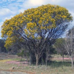 Acacia acuminata.jpg