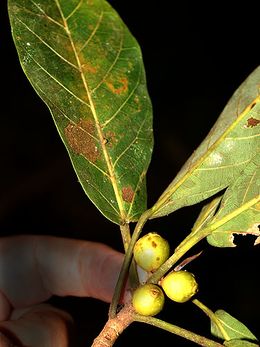 Ficus hebetifolia.jpg
