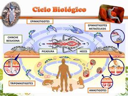 Ciclo biologico.jpg