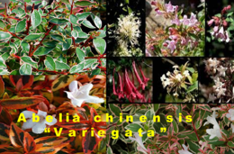 Abelia chinensis Variegata.png