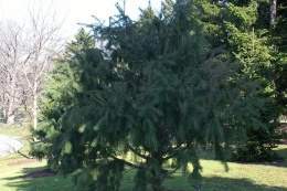 Picea smithiana.jpg