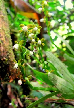 Epidendrum A.jpeg