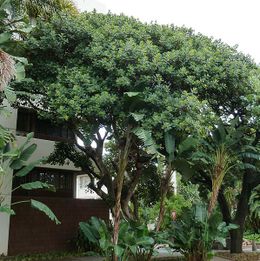 Ficus glumosa.jpg