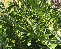 Acrostichum danaeifolium.jpg