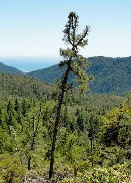 Pinus attenuata.jpg
