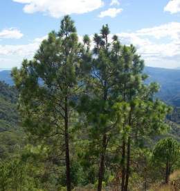 Pinus oocarpa.jpg