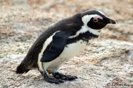 PinguinoA.jpeg
