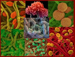 Ecologia microbiana1.jpg