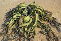 Welwitschia mirabilis-830x553.jpg