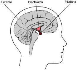 Glandula pituitaria.jpg