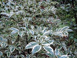 Cleyera japonica.jpg