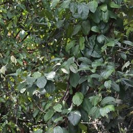 Ficus apiocarpa.jpg