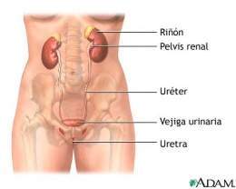 Uretritis crónica.jpg