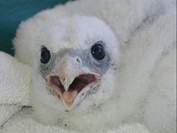 Falco polluelo.jpg