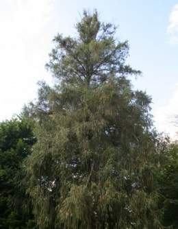 Picea spinulosa.jpg