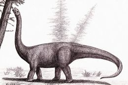 Austrosaurus.jpg