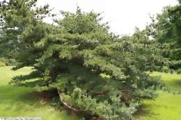 Pinus parviflora.jpg