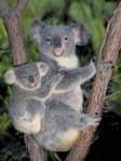 Koala y cria.jpg
