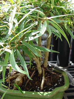 Ficus salicaria.jpg
